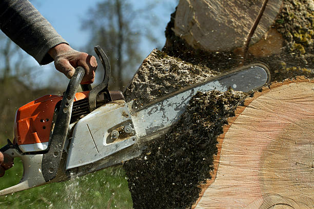 Best Tree Removal  in Liberty Corner, NJ